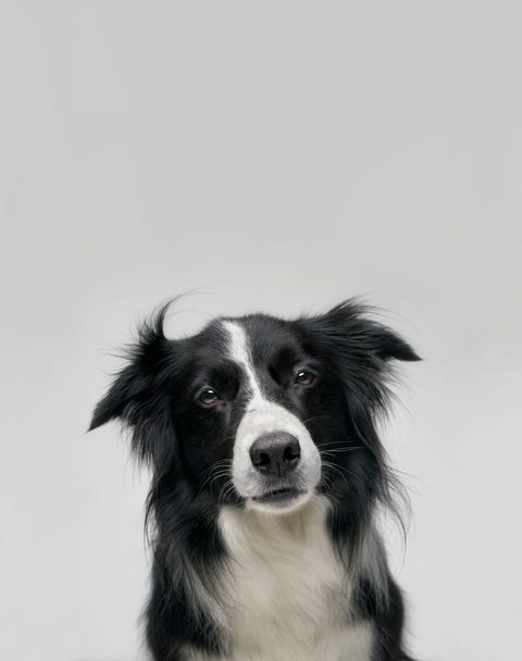 Onderzoeken hebben het herinneringsvermogen van border collies aangetoond Toen hij in juli 2019 overleed kende Chaser maar liefst 1022 zelfstandige naamwoorden Dat is de grootste geteste woordenschat onder honden