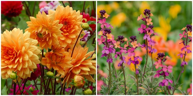 Border plants