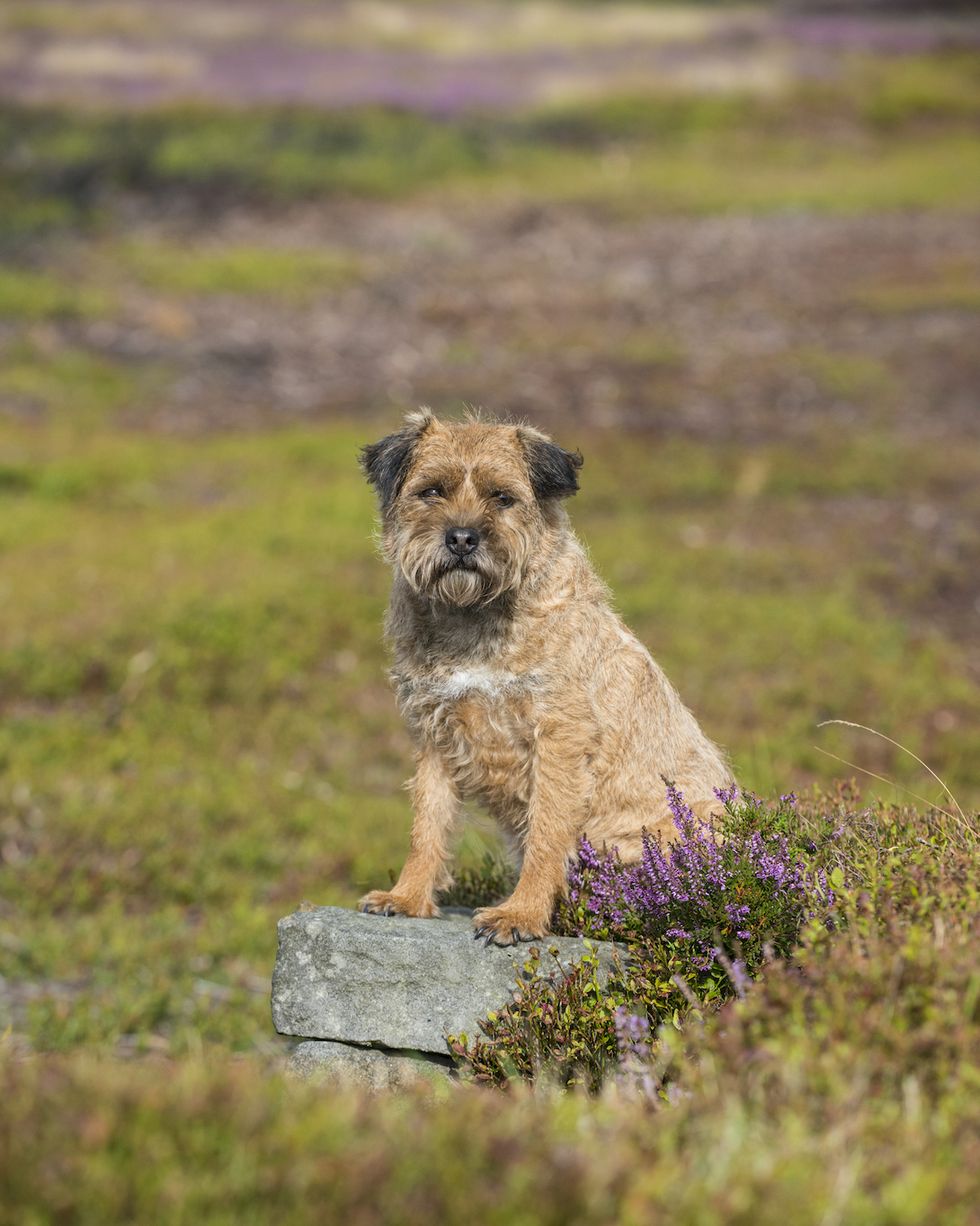 border terrier male dog 7 years sitting on shooting but blakey ridge north york moors national park yorkshire uk