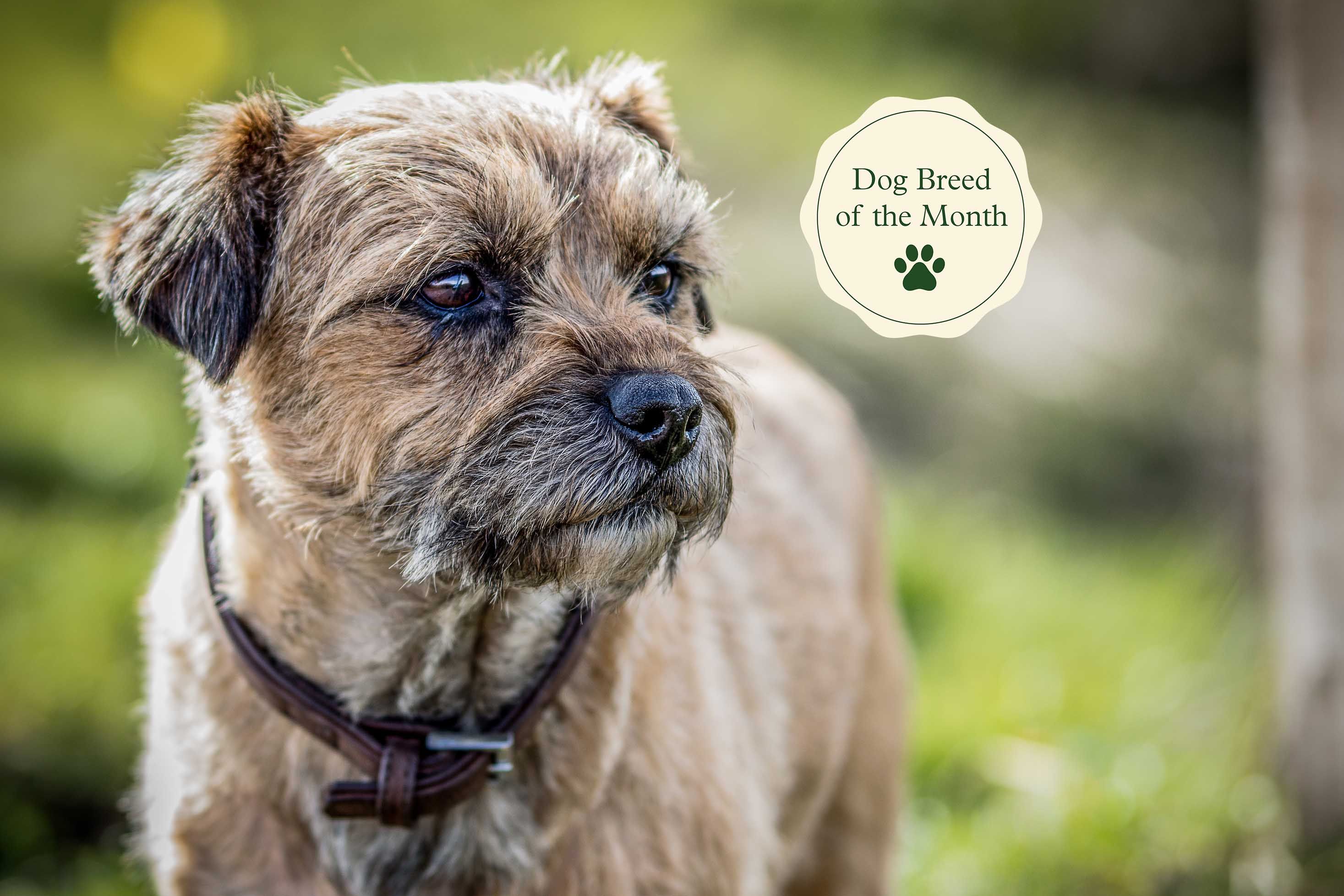 Border Terriers: Fun Facts, Size, Temperament, Personality