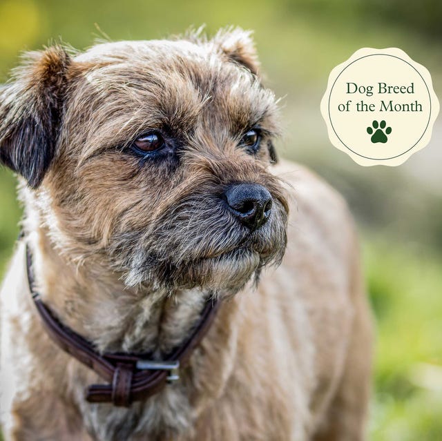 border terrier