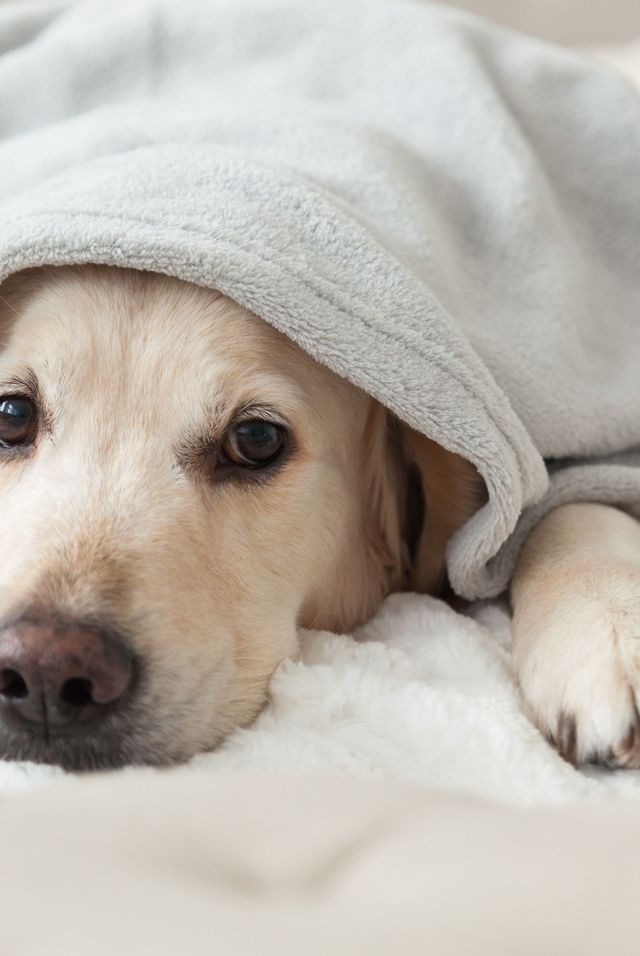 Bored young golden retriever dog under light gray plaid. Pet warms under a blanket in cold winter weather. Pets friendly and care concept.