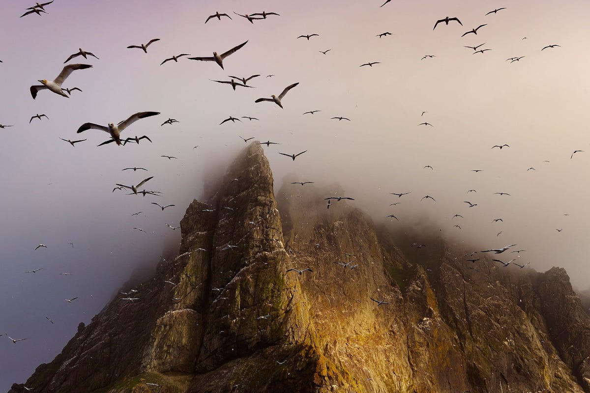 Zeevogels massaal boven het eiland Boreray