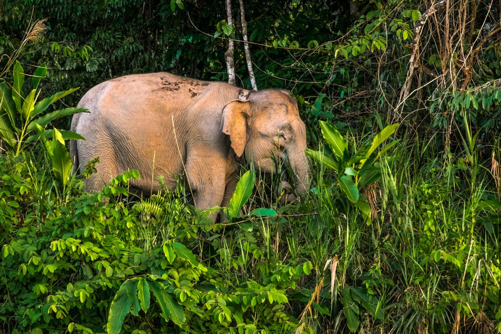 Borneo tours - Borneo orangutan tour