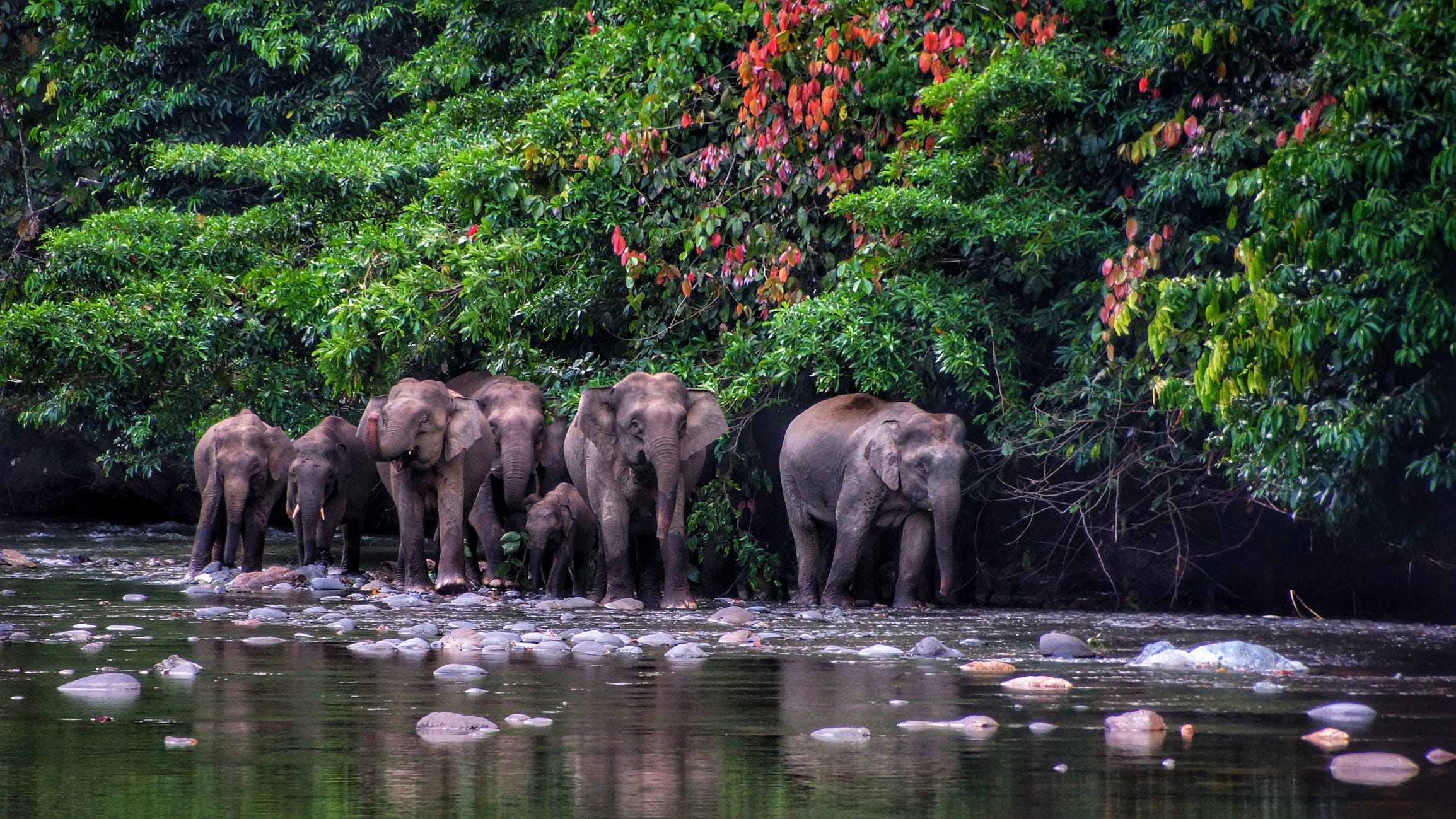 Borneo tours - Borneo orangutan tour