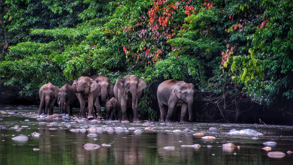 Borneo tours - Borneo orangutan tour