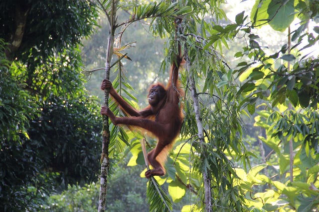 Borneo tours - Borneo orangutan tour