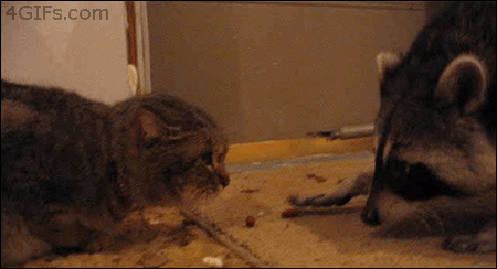 cats and raccoons