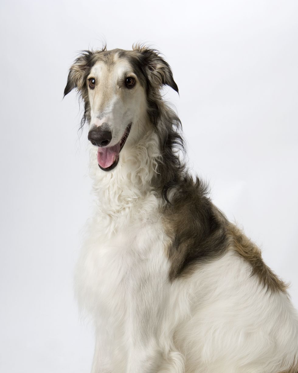 hound dog breeds borzoi