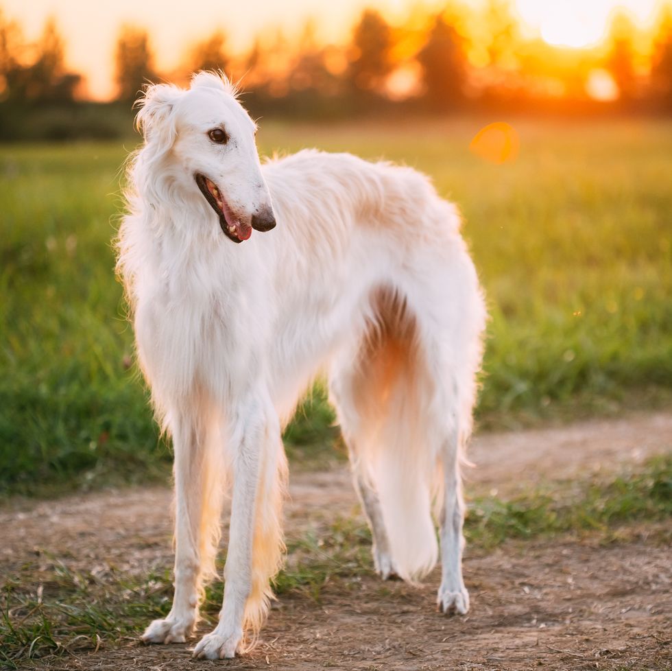 white russian dog, borzoi in summer evening, sunset sunrise meadow, field