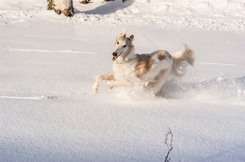 borzoi fastest dogs