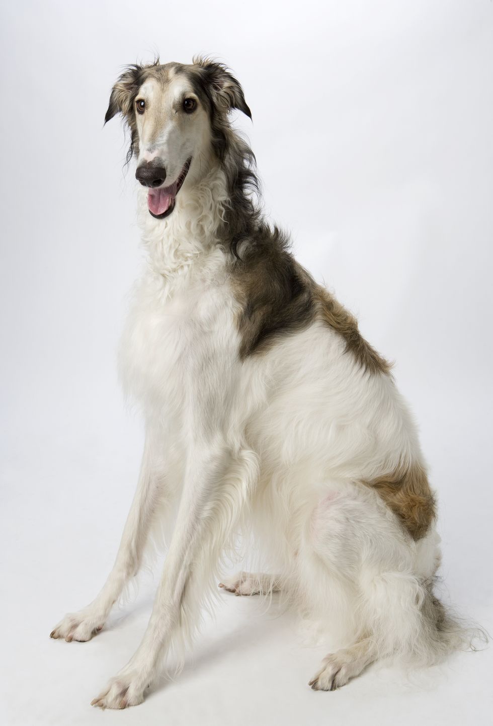 tall slender white and brown borzoi sitting against a white background
