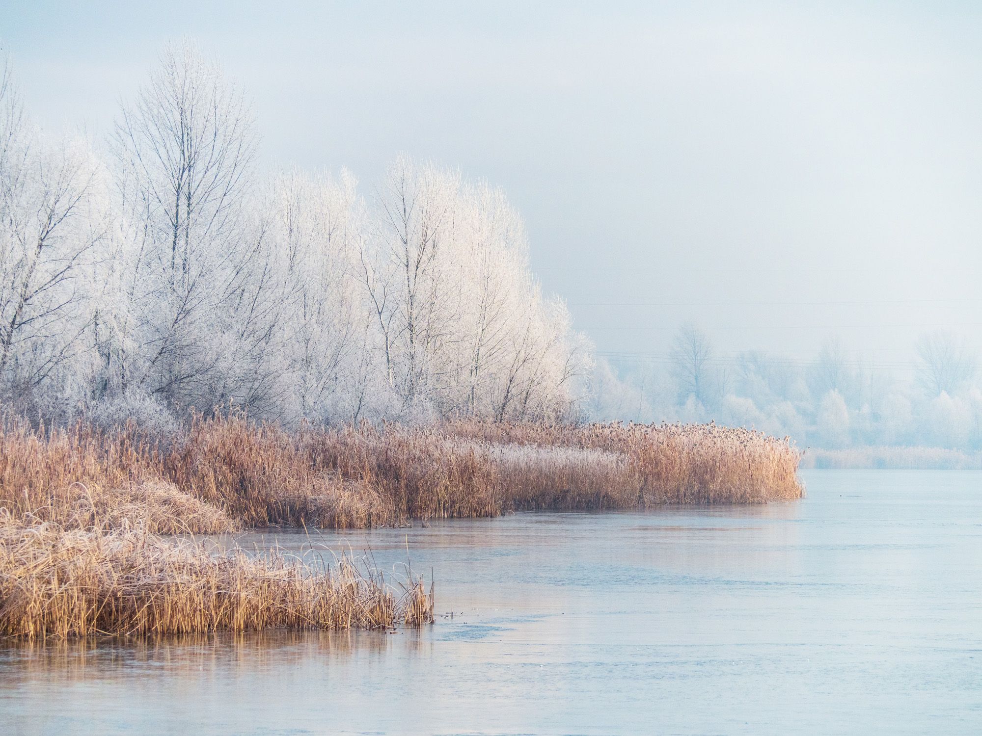 frosty morning landscape on the pond with trees and plants covered with hoarfrost