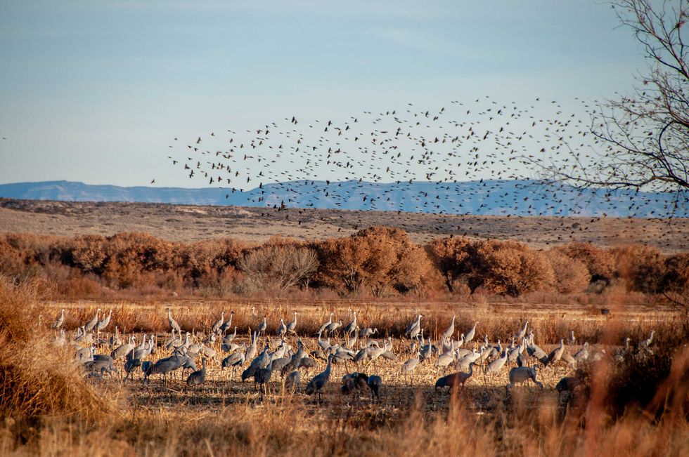 a flock of birds flying in a field