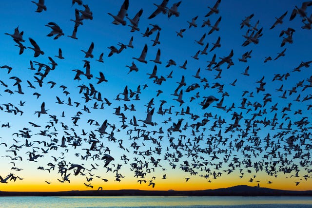 bosque del apache national wildlife refuge, new mexico