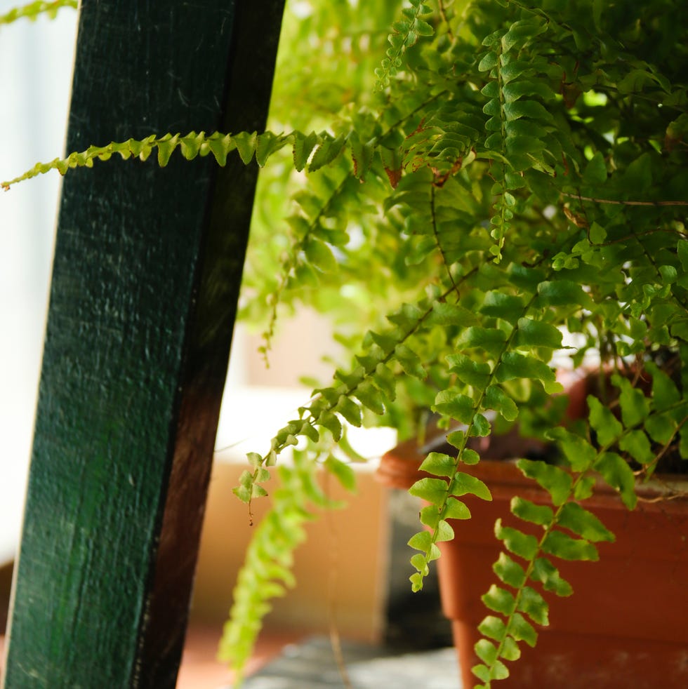 Besides, it's summer all year round in Jakarta. The location is just a few miles away from Java's beach hut, but on the other hand, planting ferns can be a challenge.Necessary to purify Jakarta's notoriously polluted air, I hope this boston fern does the trick. A little job to filter the air entering the apartment room from the balcony.