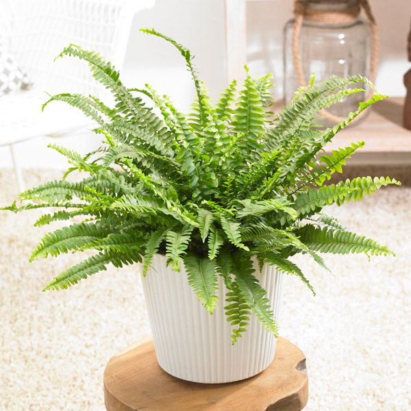 Is boston fern hot sale poisonous to dogs