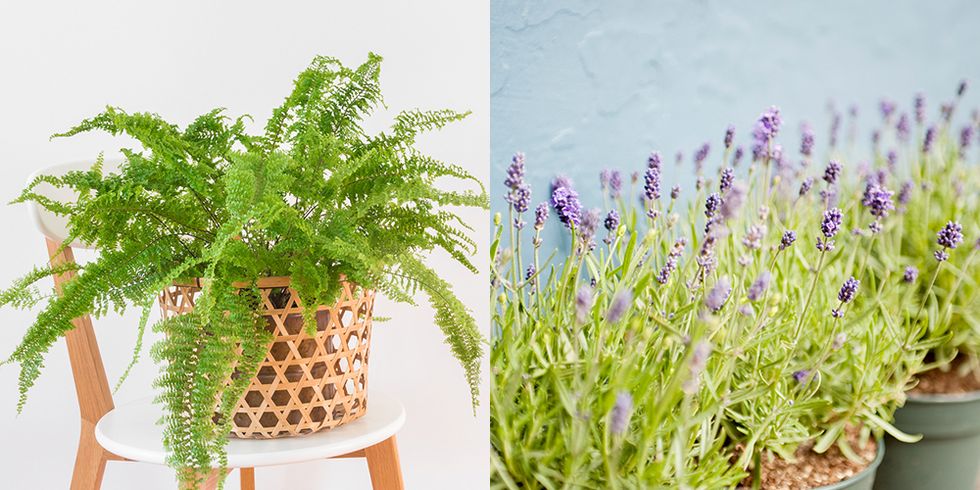 boston fern and lavender