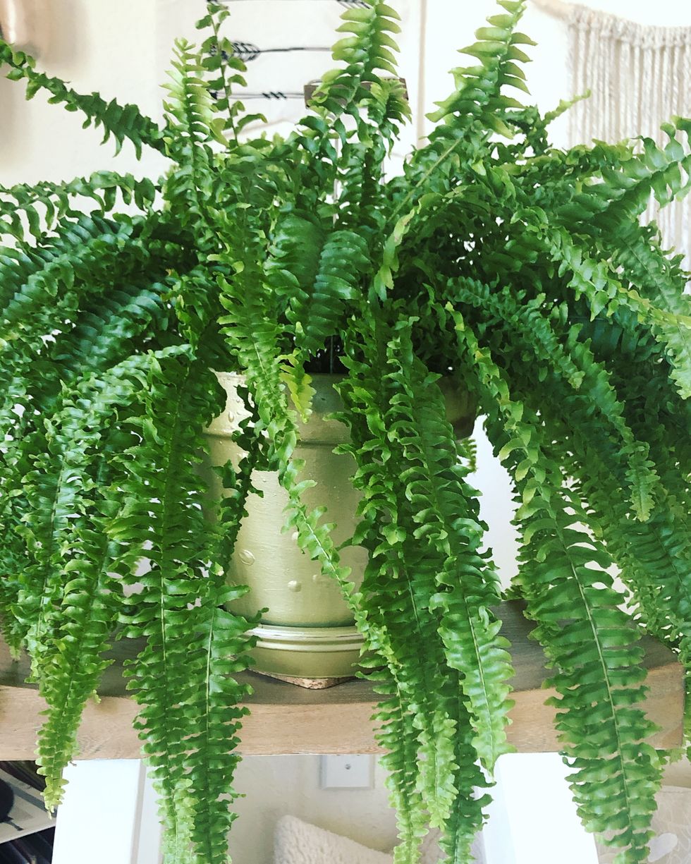 Best Indoor and Outdoor Hanging Plants Boston Fern