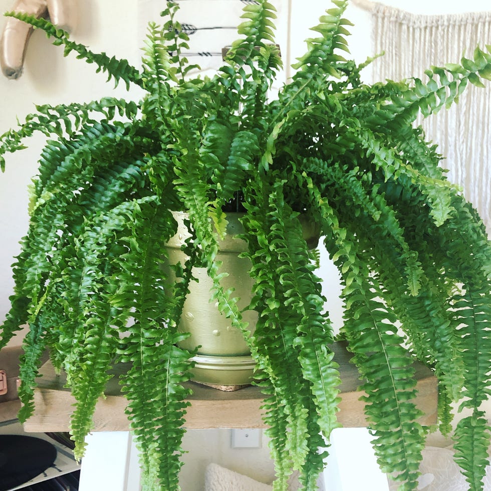 Best Indoor and Outdoor Hanging Plants Boston Fern