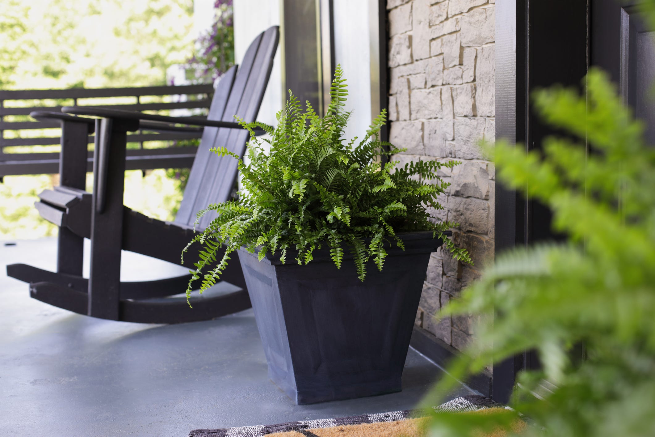las mejores plantas de exterior para decorar tu patio