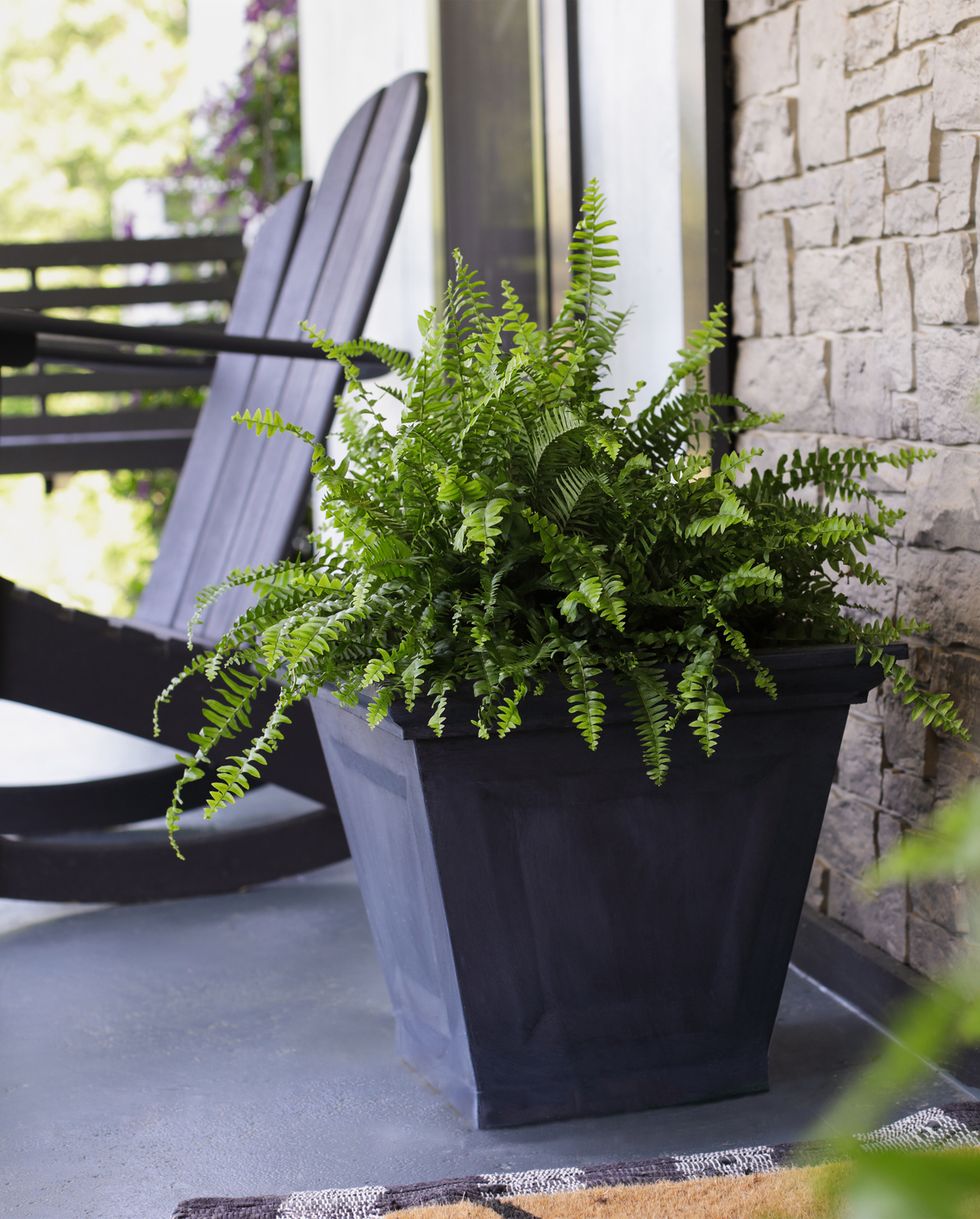 las mejores plantas de exterior para decorar tu patio