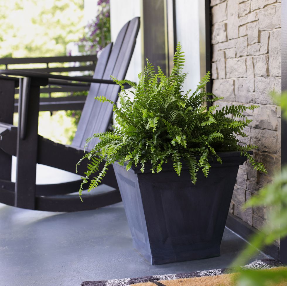outdoor plants for patio boston fern