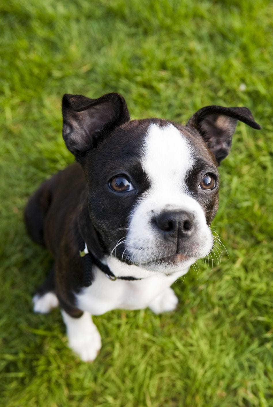 son los boston terriers perros nerviosos