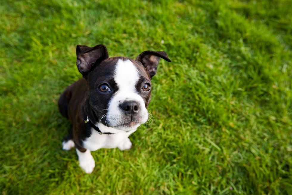 son terrier mezcla buenos perros de familia