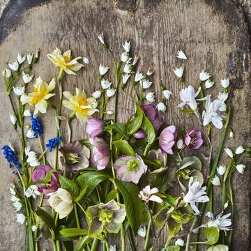 botanical artist creating flower casts