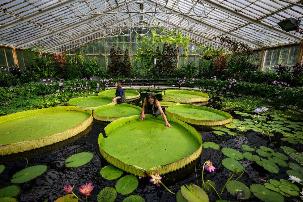 kew names giant waterlily species new to science