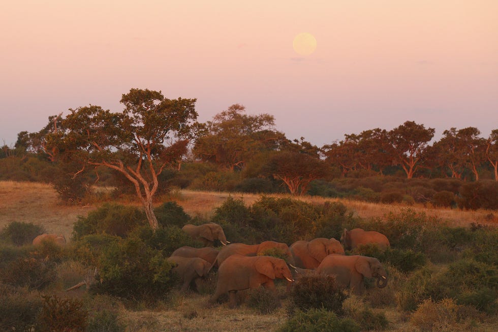 Prince Harry and Meghan Markle to honeymoon in Botswana