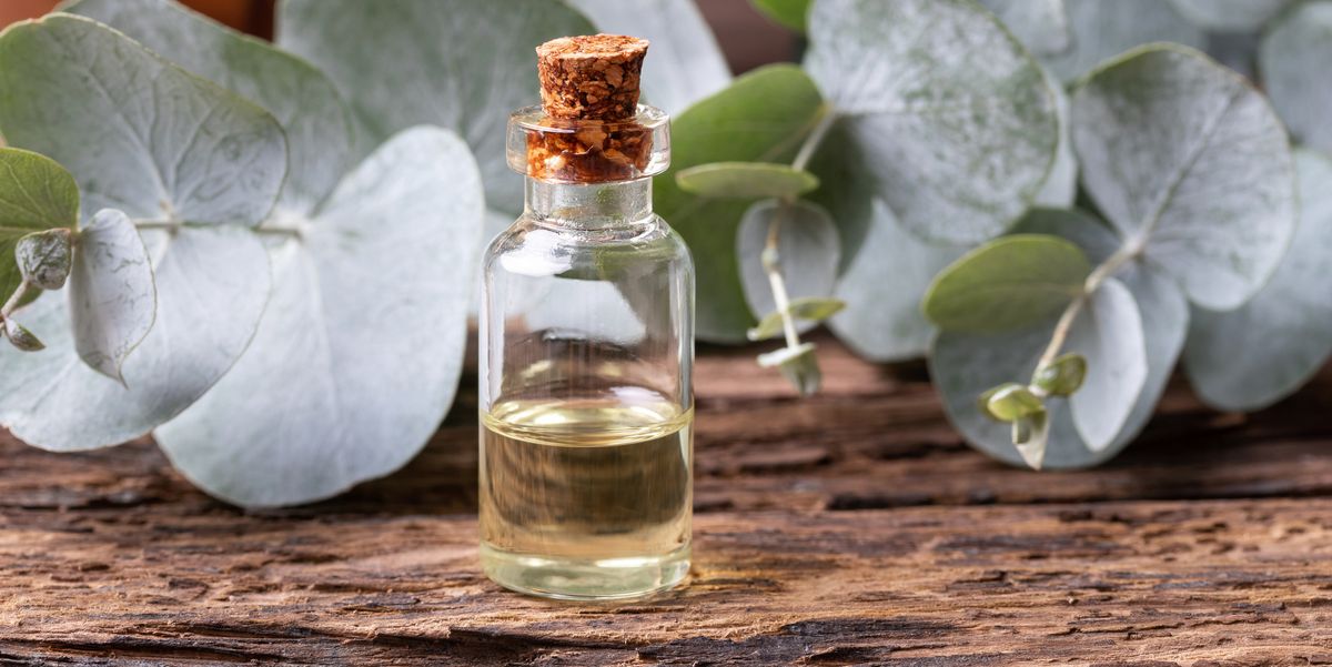 Eucalyptus leaves and a bottle of essential oil