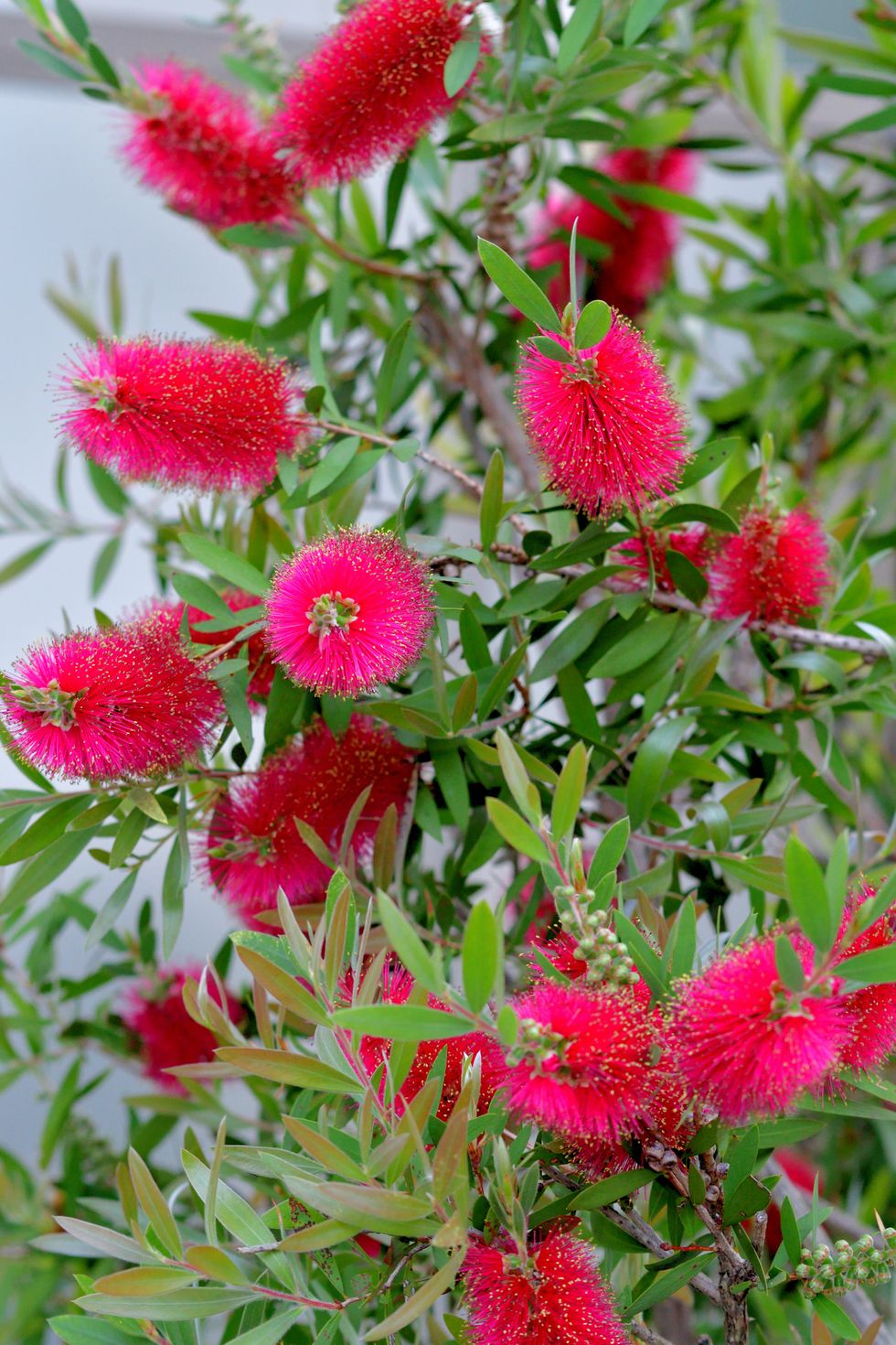 callistemon belongs to the family of myrtaceae and commonly called bottlebrush because of its cylindrical, brush like flowers, which resemble a traditional bottle brushes the obvious parts of the flower masses are stamens, with the pollen at the top of the filament the color of the flowers is mostly red, but it varies with species, including white, yellow and orange the blooming time is may and june