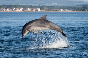 Dolphin Personality Type Explained. Characteristics of the Dolphin: Career,  Strengths and Weaknesses