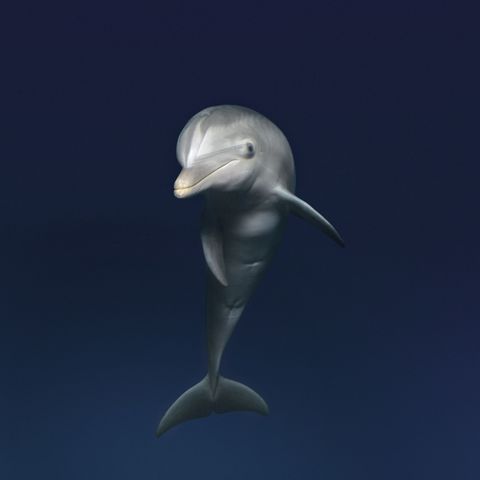 Tuimelaars worden in het algemeen als zeer intelligent beschouwd Spelen is een belangrijk onderdeel van het sociale leven van dolfijnen Gedacht wordt dat dit cruciaal is voor hun cognitieve ontwikkeling