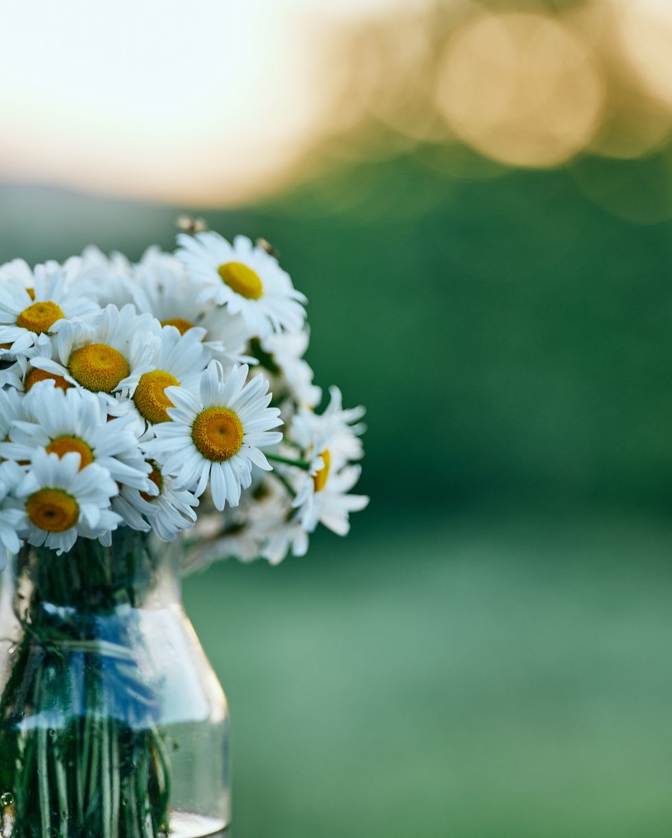 Bouquet of daisies in a glass vase in nature