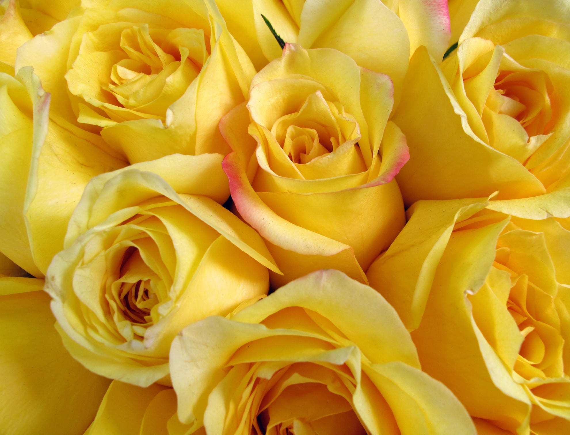 17 Rose Color Meanings Explained - The Best Rose Colors