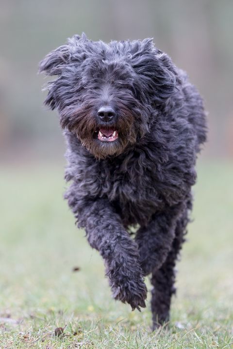 black curly haired shaggy bouvier des flanders running directly toward camera