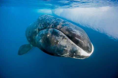Na een duik komt een Groenlandse walvis aan de rand van het pakijs weer aan de oppervlakte