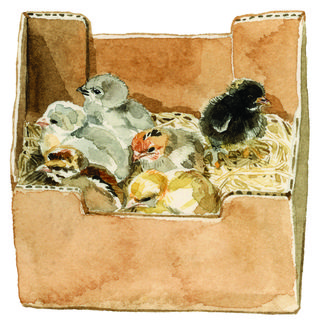 illustration of a box of chicks