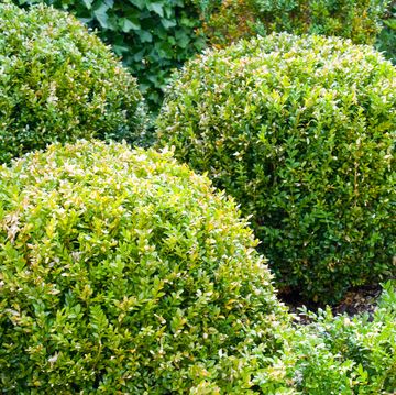 beautiful green boxwood garden pruned into shapes