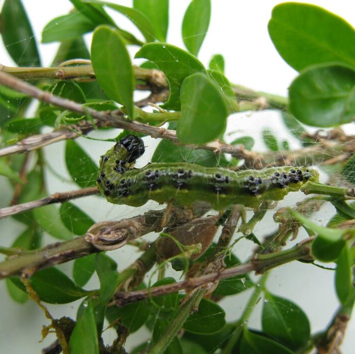 Box tree caterpillar