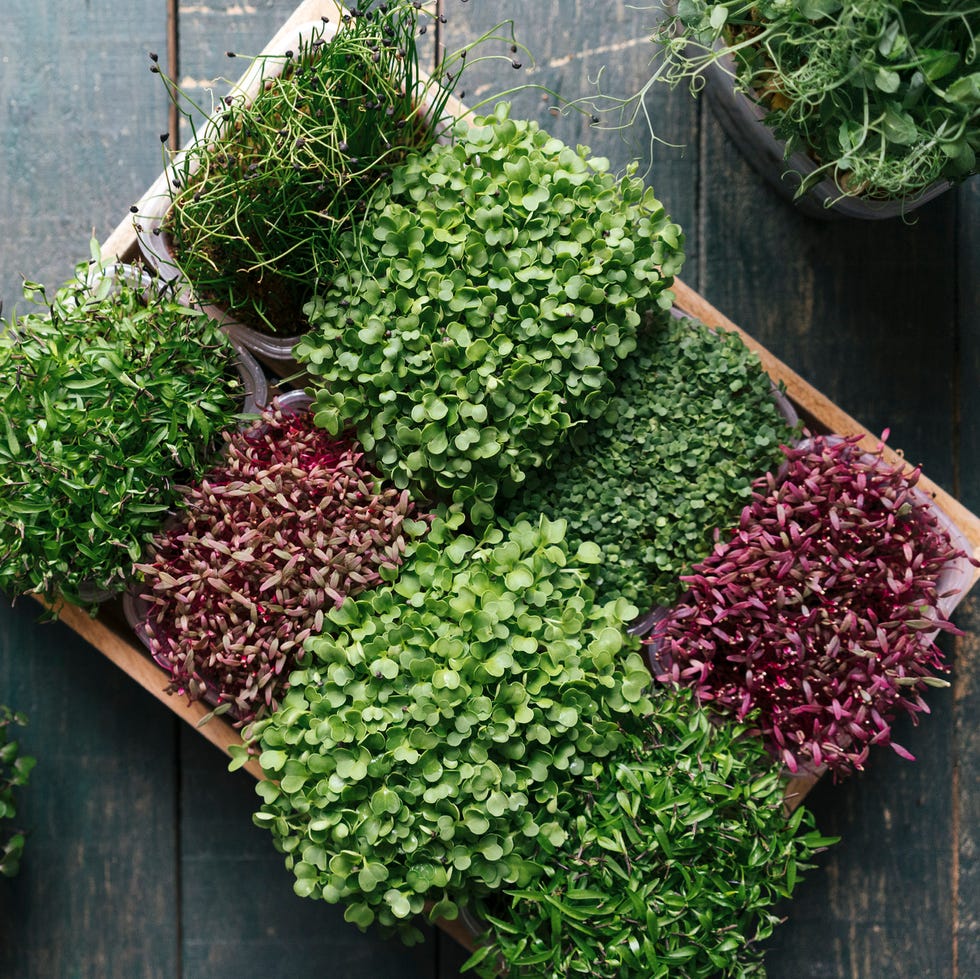 box with microgreens on wooden table