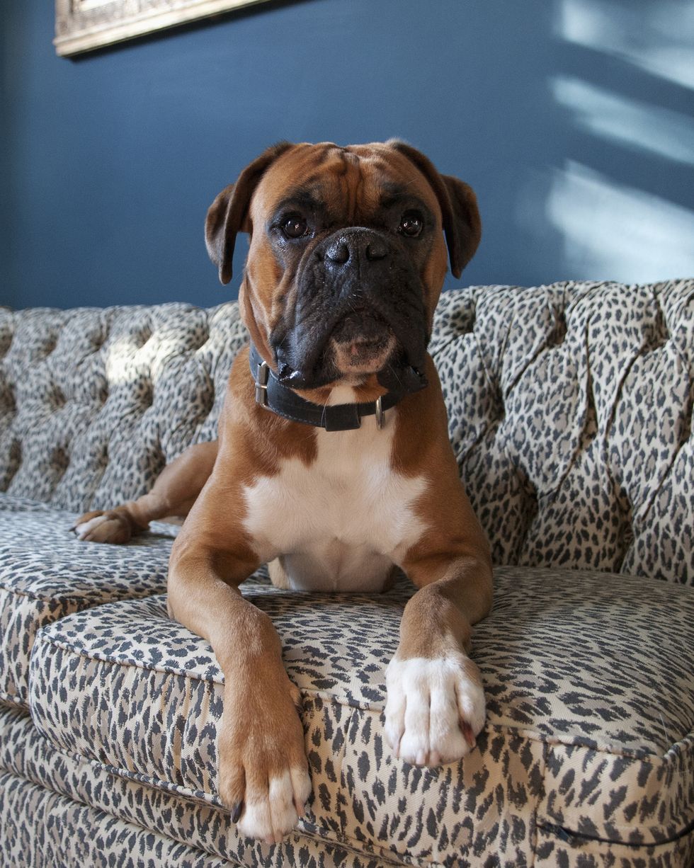 best large breed dogs boxer