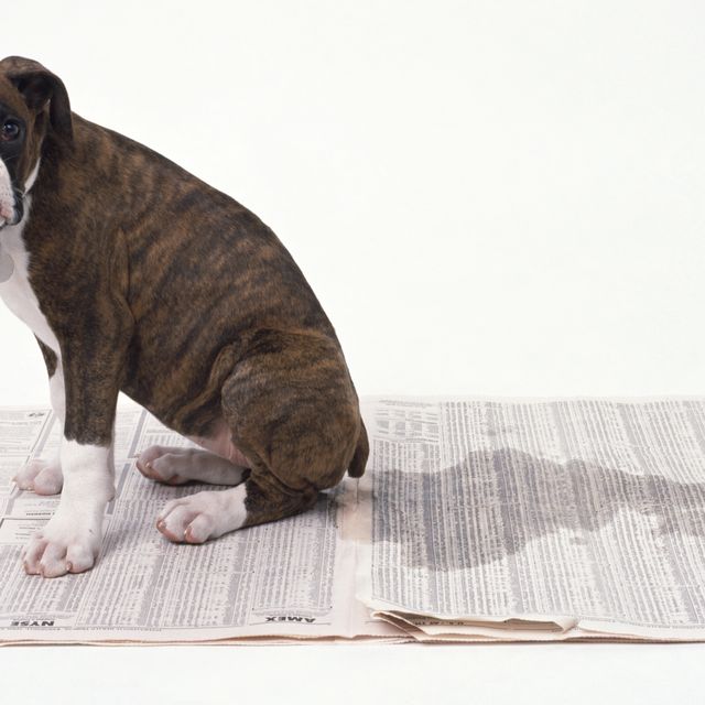 Boxer puppy relieving itself on sheets of newspaper