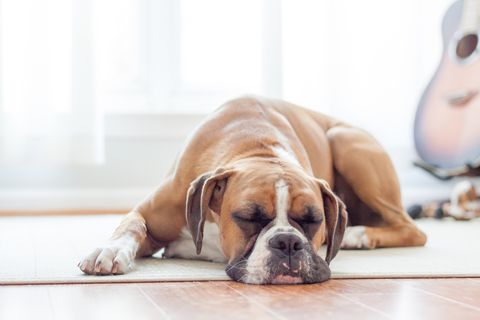 Boxer puppy sleeping on the floor