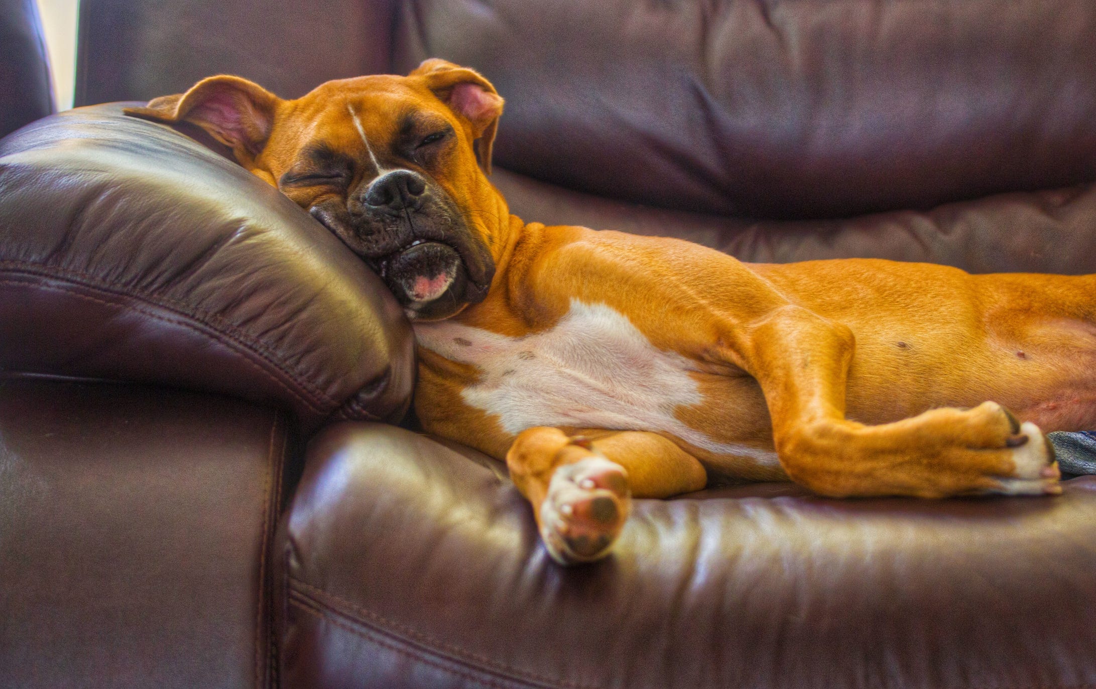 boxer sleeping on sofa at home