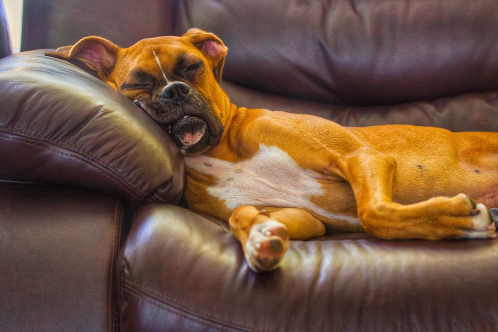 boxer sleeping on sofa at home
