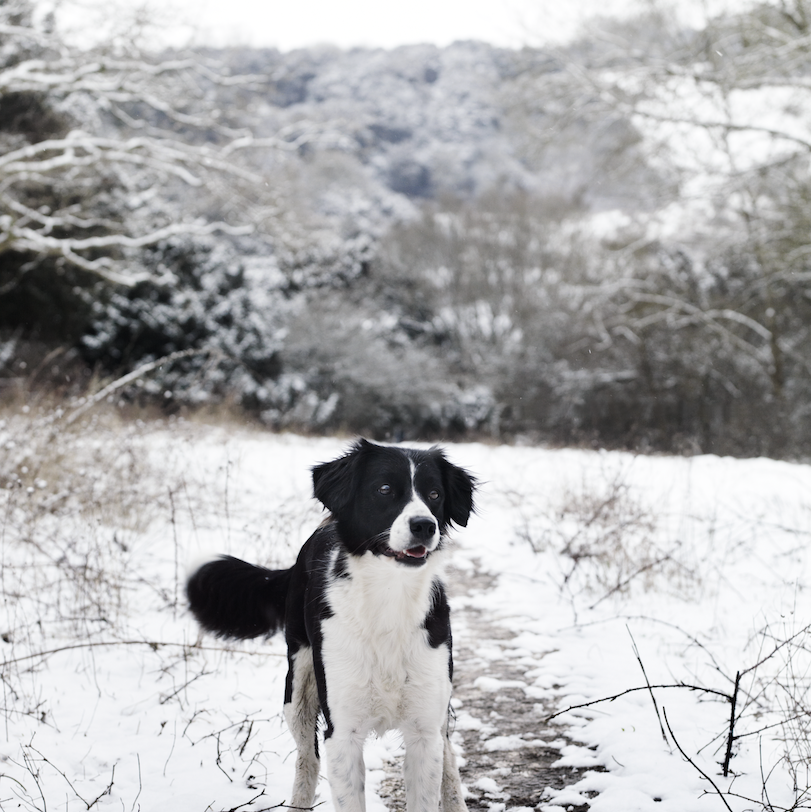 a dog standing in a snowy field